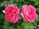 François Arago rose photo