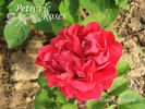 Henry Nevard rose photo