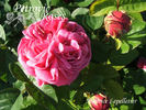 Maurice Lepelletier rose photo