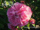 Triomphe d'Alençon rose photo