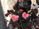 Princess Katelyn rose photo