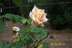 Delore rose photo