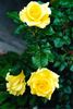 Ards Beauty rose photo