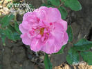 Barillet rose photo