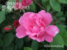 Hildenbrandseck rose photo