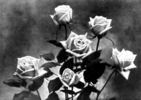 Clara Watson rose photo