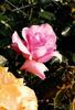 Parly 2 rose photo
