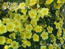 Helen Knight rose photo