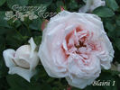 Blairii No. 1 rose photo