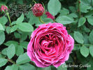 Catherine Guillot rose photo