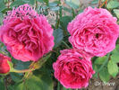 Docteur Brière rose photo