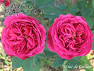 Duc de Crillon rose photo