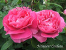 Monsieur Cordeau rose photo