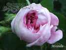 Miranda rose photo