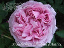 Archiduchesse Elizabeth d'Autriche rose photo