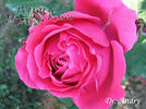 Dr. Andry rose photo