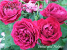 Fisher Holmes rose photo