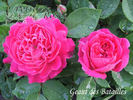 Géant des Batailles rose photo