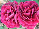 Granny Grimmetts rose photo