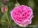Heinrich Schultheis rose photo