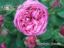 Hippolyte Jamain rose photo