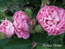 Horace Vernet rose photo
