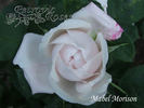 Mabel Morrison rose photo