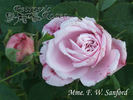 Mrs. F. W. Sanford rose photo