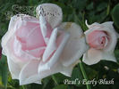 Paul's Early Blush rose photo