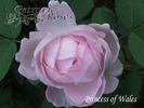 Princess of Wales rose photo