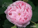 Sidonie rose photo