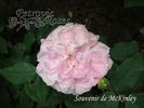 Souvenir de McKinley rose photo