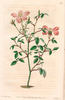 Miss Lawrance's Rose rose photo