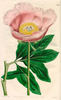 P. cretica Sabine ex Lindl. Synonym peony photo