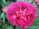 Crimson Globe rose photo