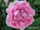Jean Bodin rose photo