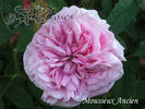 Mousseux Ancien rose photo