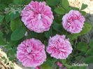 Delambre rose photo