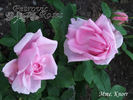 Madame Knorr rose photo