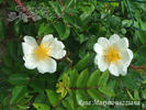 R. maximowicziana rose photo