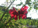 <i>Rosa moyesii hillieri</i> rose photo