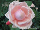 Triomphe de Luxembourg rose photo