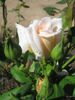 Joanna Hill rose photo