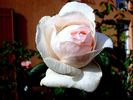 Julia Renaissance rose photo