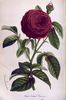 Cicéron rose photo