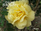 Christine rose photo