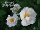 Cupid rose photo