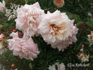 Elisa Robichon rose photo