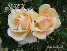 Émile Fortépaule rose photo