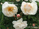 Émile Fortépaule rose photo